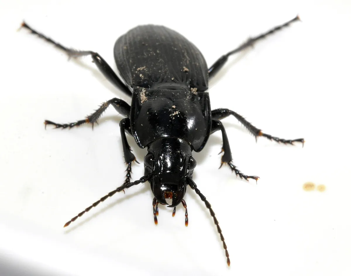 Black Ground Beetle