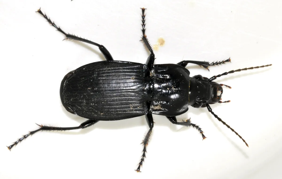 Black Ground Beetle