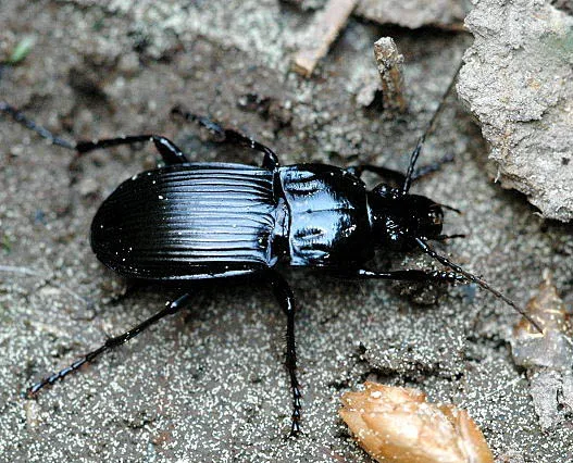 Black Ground Beetle