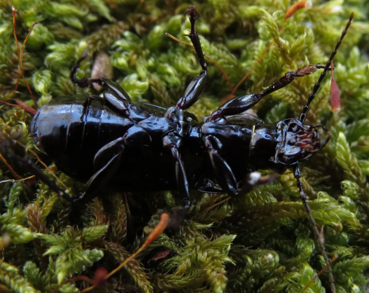 Black Ground Beetle