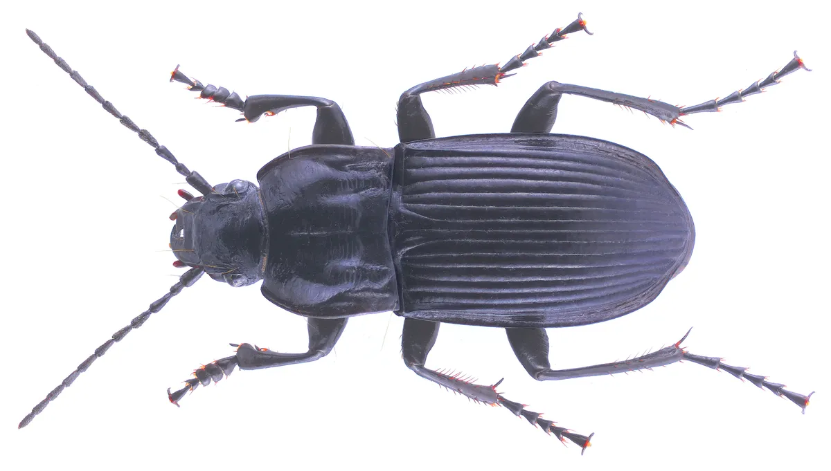 Black Ground Beetle