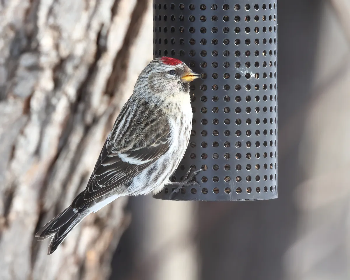Common Redpoll