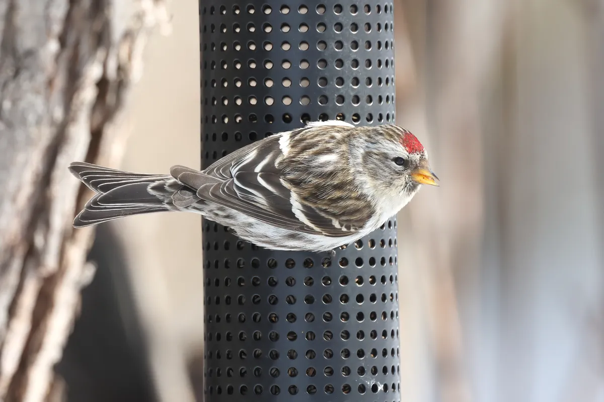 Common Redpoll