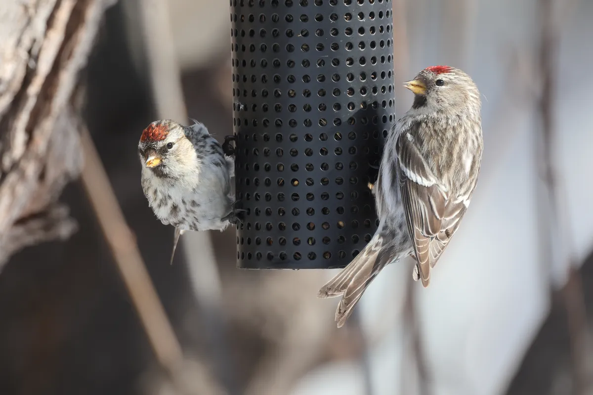 Common Redpoll