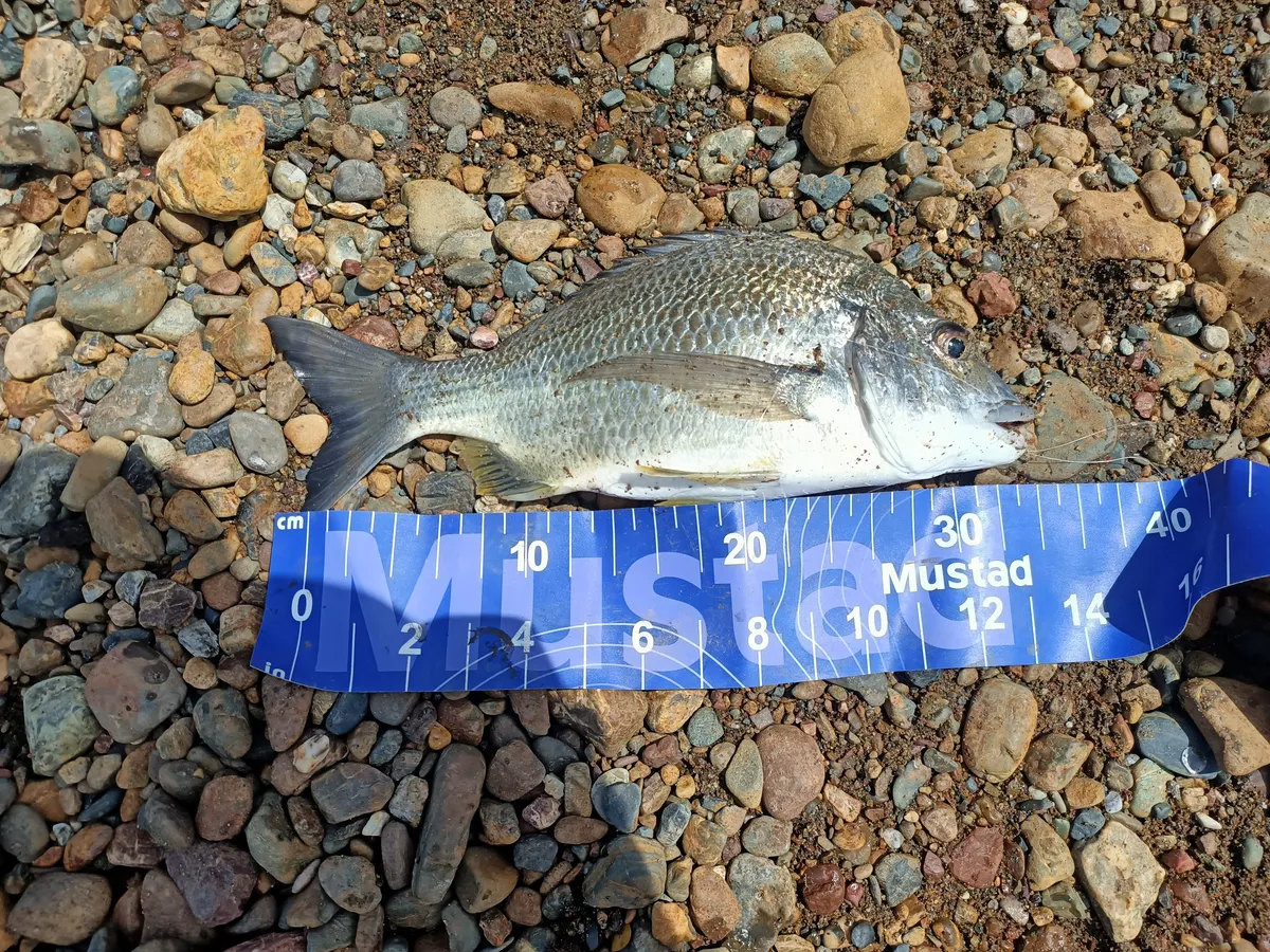 Acanthopagrus australis