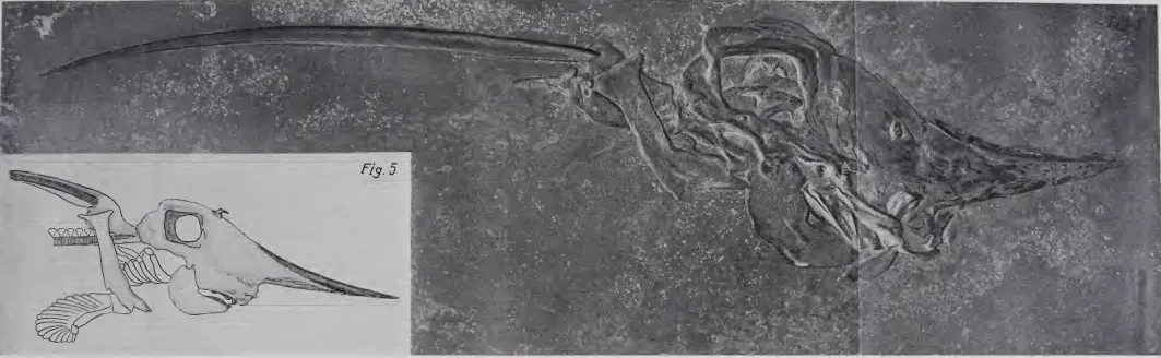 Acanthorhina jaekeli