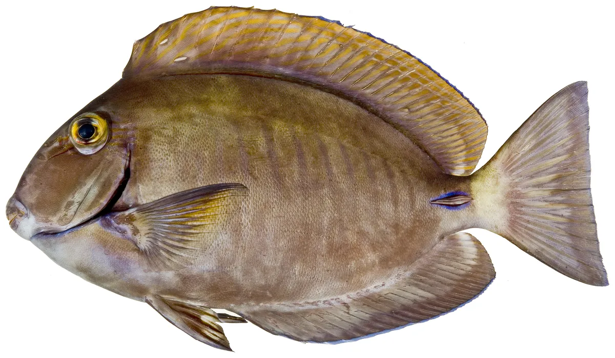 Acanthurus chirurgus