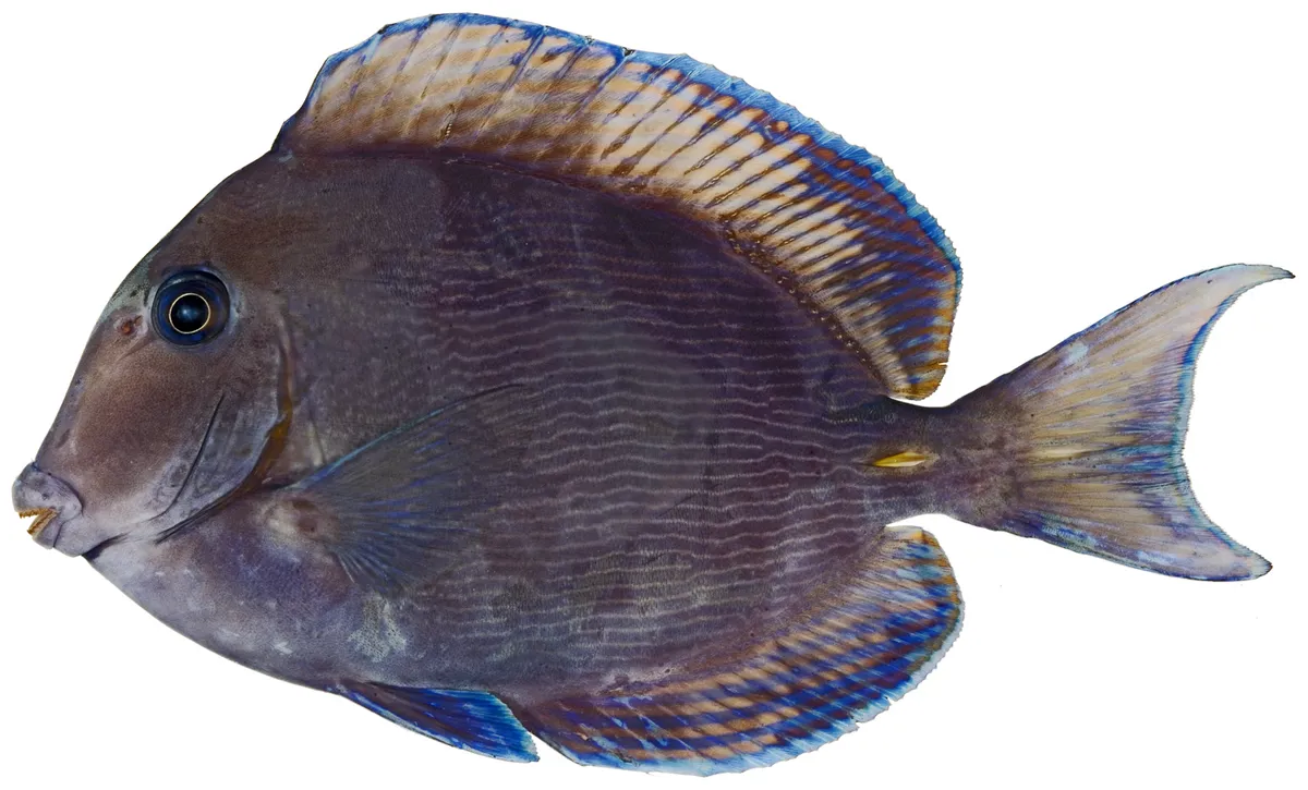 Acanthurus coeruleus