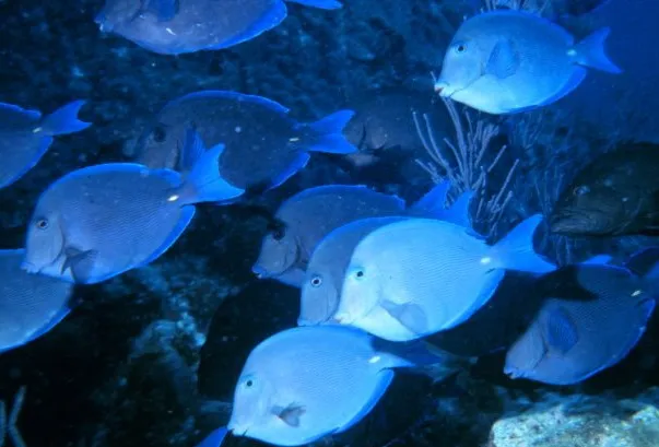 Blue Tang