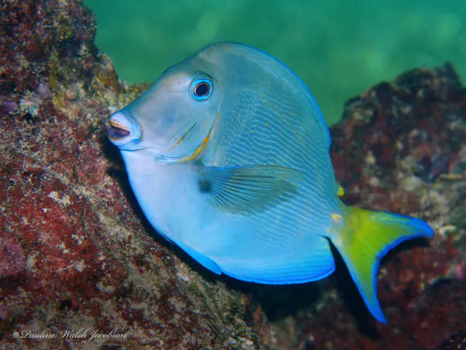 Blue Tang