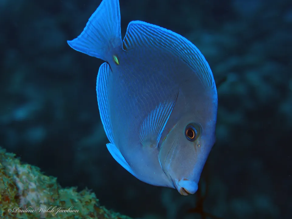 Blue Tang