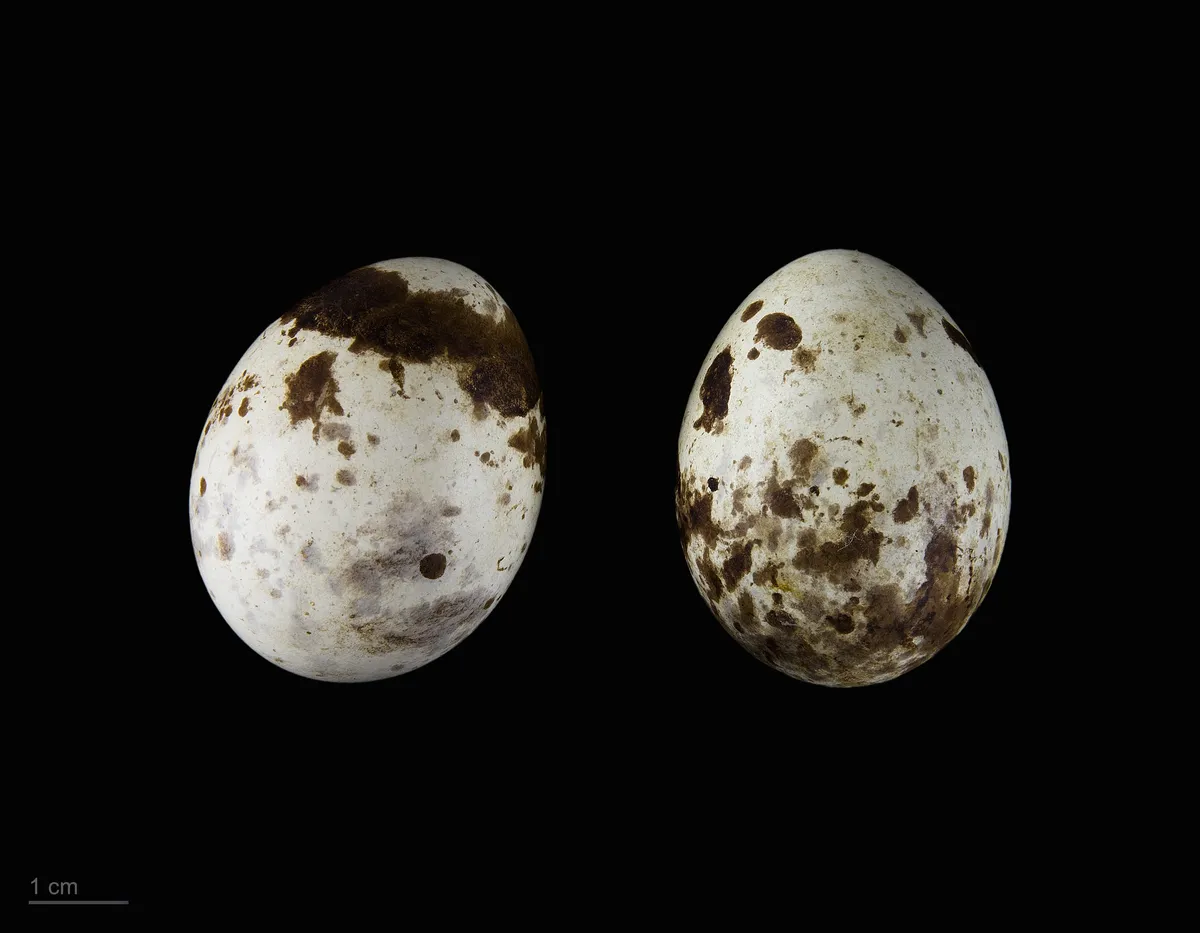 Eurasian Sparrowhawk