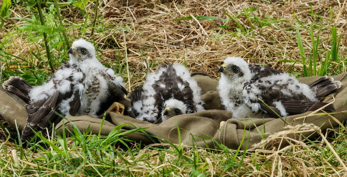 Eurasian Sparrowhawk