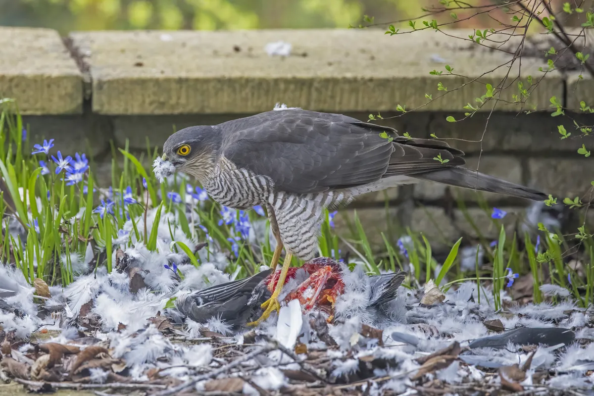 Eurasian Sparrowhawk