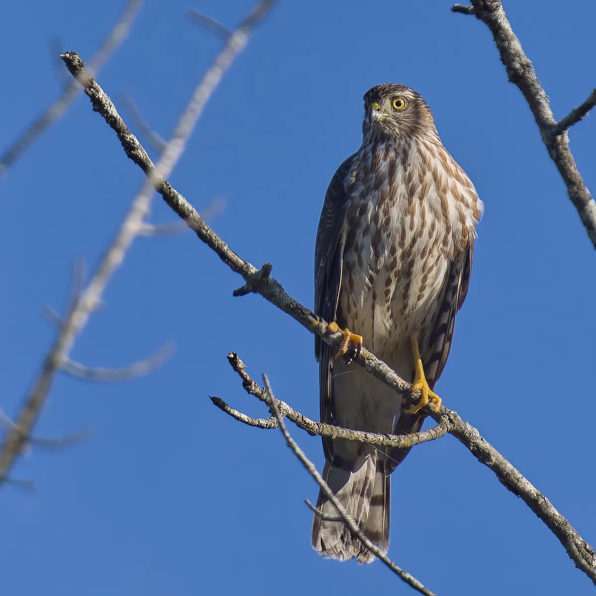 Gavilán de Cola Corta