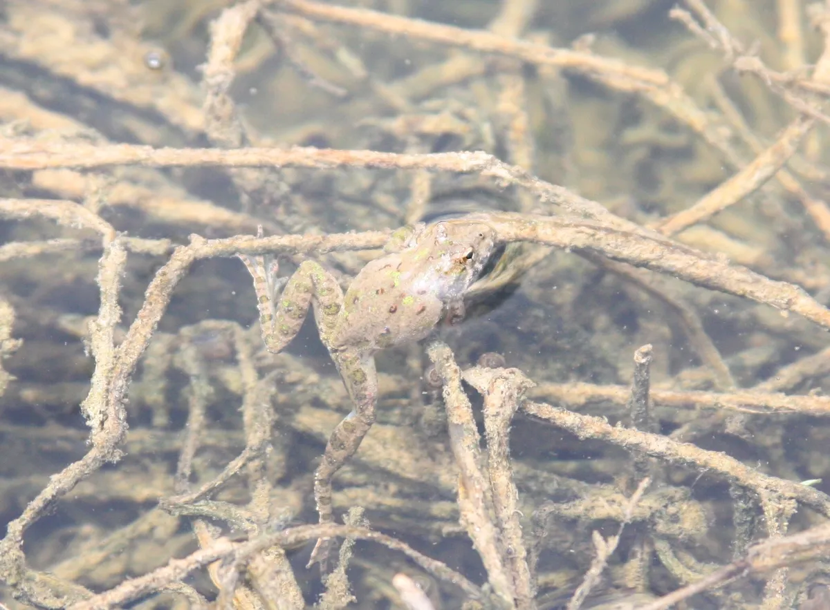 Blanchard's Cricket Frog