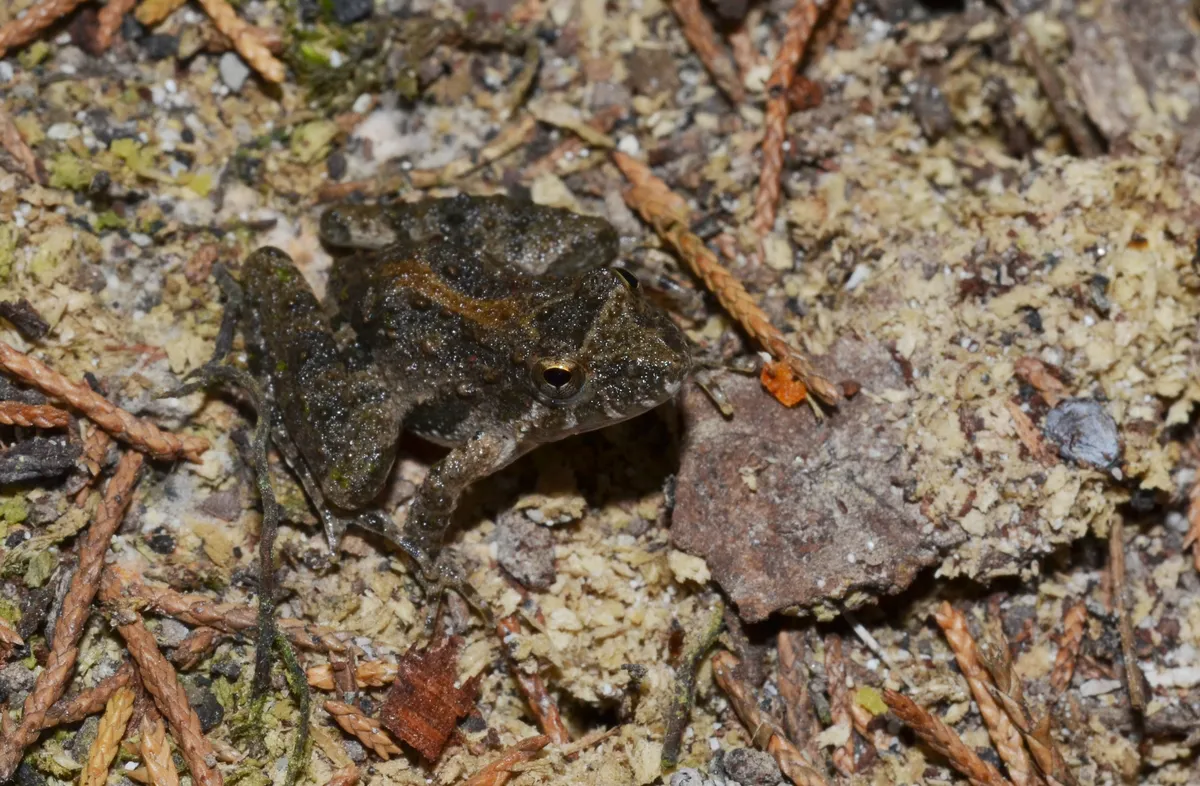 Blanchard's Cricket Frog