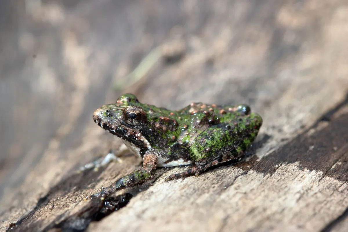 Rana Grillito del Norte