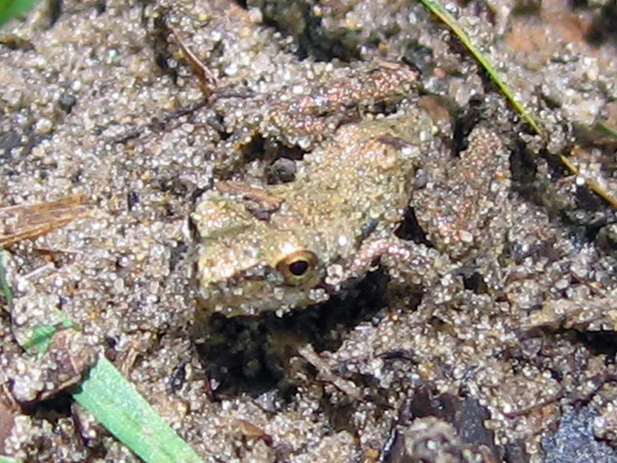 Rana Grillito del Norte