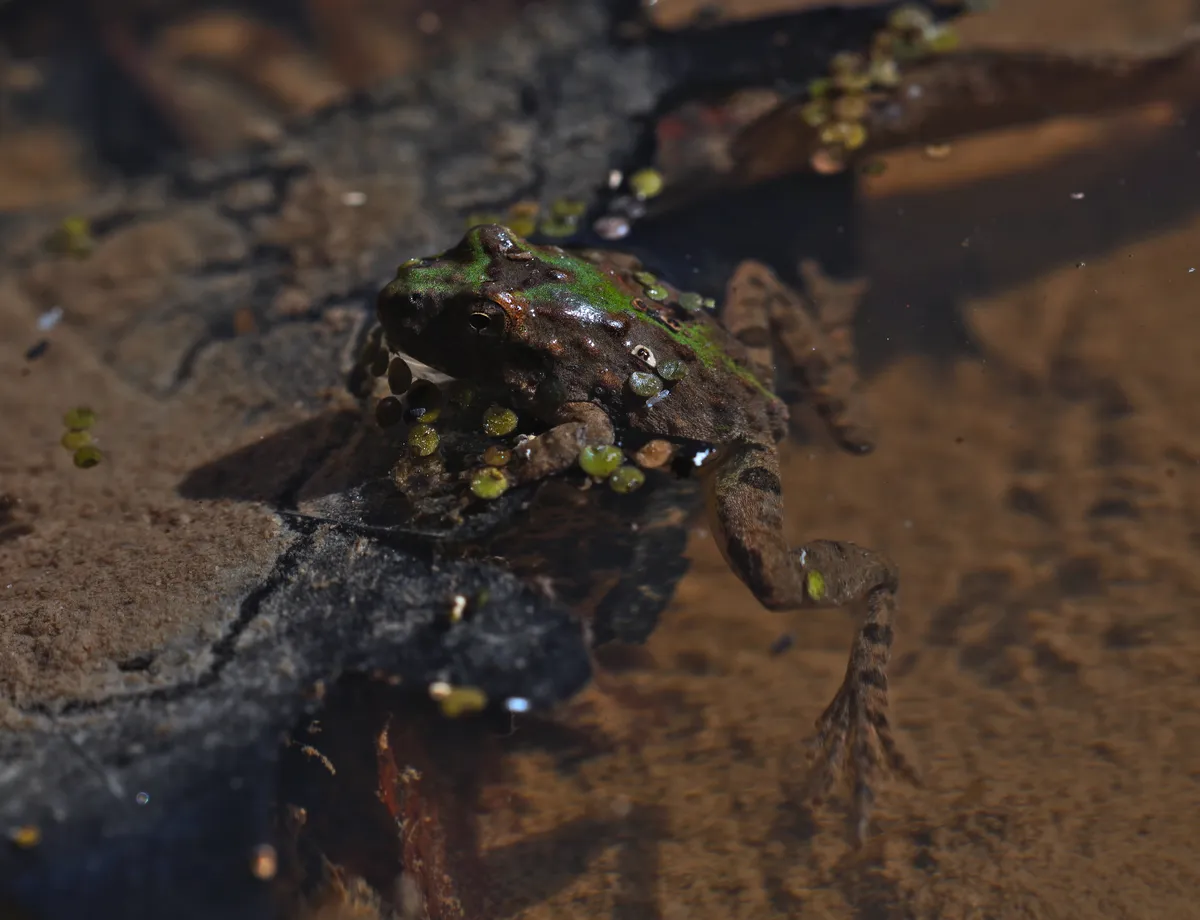 Rana Grillito del Norte