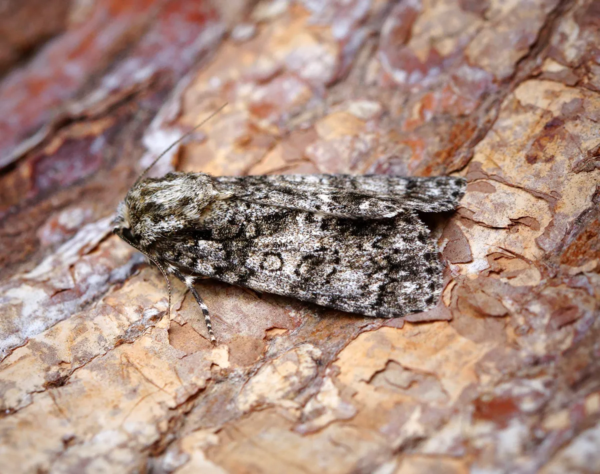 Polilla de Hierba Nudosa