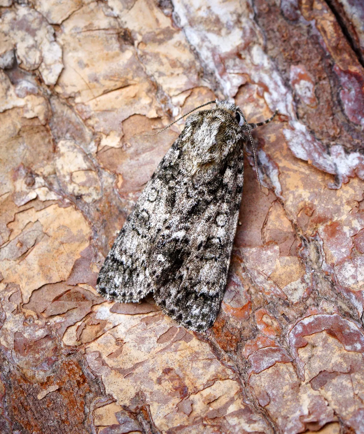 Polilla de Hierba Nudosa