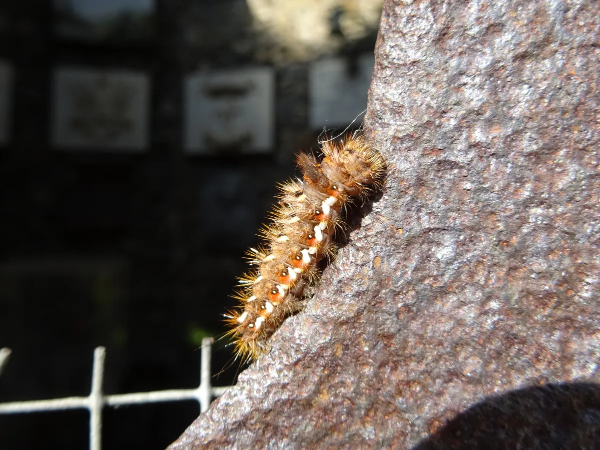 Polilla de Hierba Nudosa