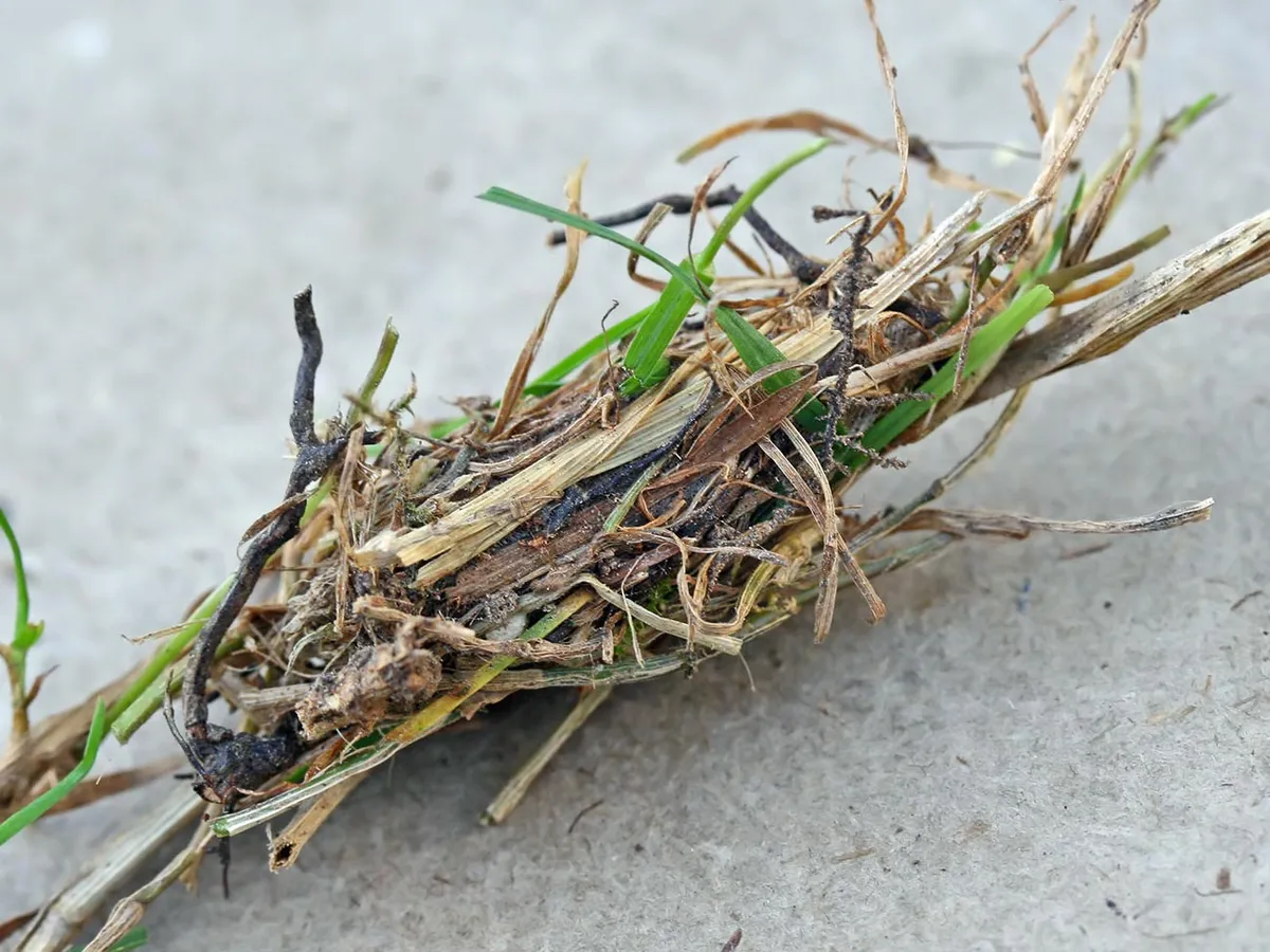 Polilla de Hierba Nudosa