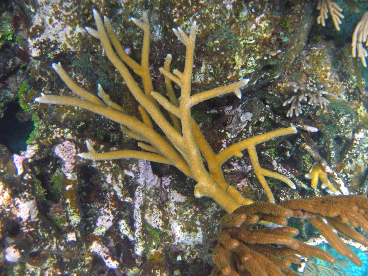 Coral Cuerno de Ciervo