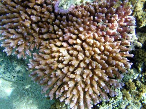 Coral Brocha