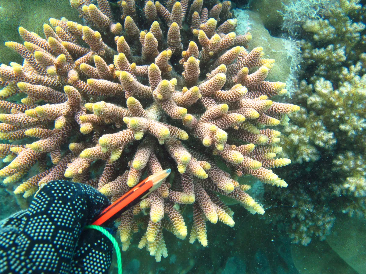 Coral Reef Staghorn Coral