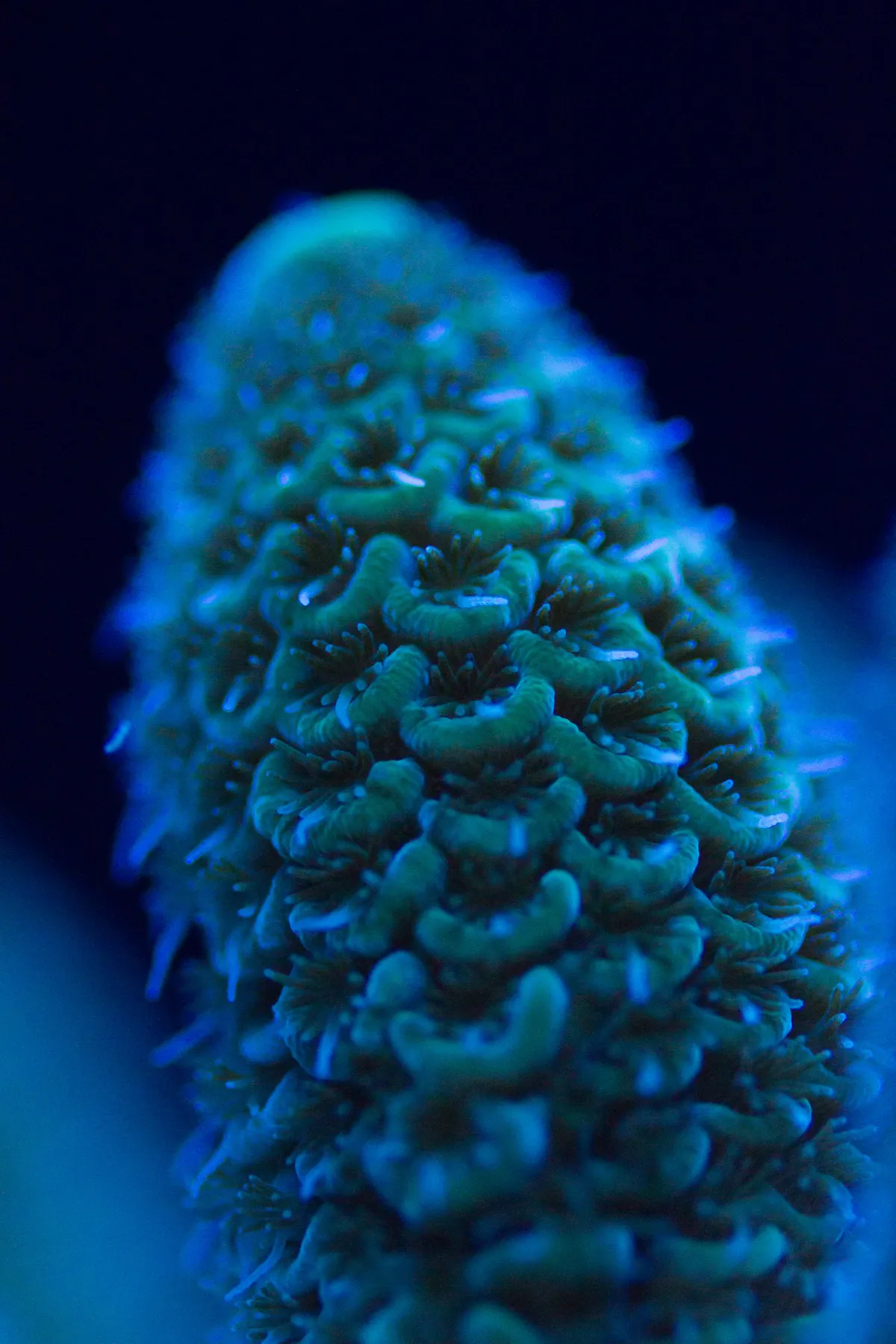 Coral Reef Staghorn Coral