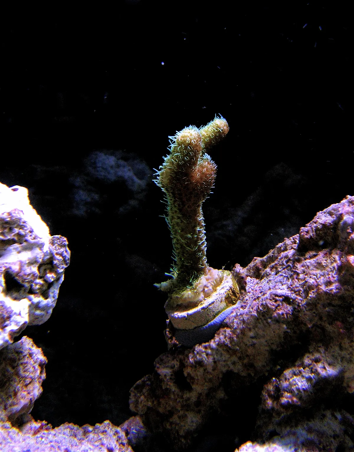 Coral Reef Staghorn Coral