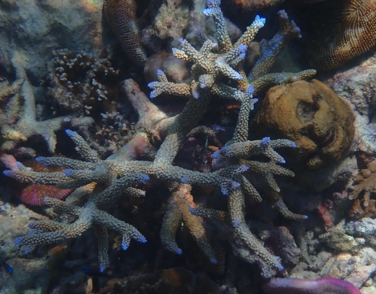 Coral Cuerno de Ciervo