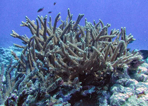 Coral cuerno de ciervo ramificado