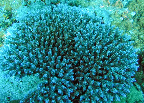 Coral cuerno de ciervo ramificado