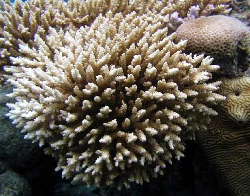 Coral cuerno de ciervo ramificado