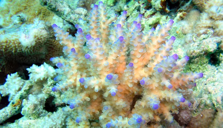 Coral cuerno de ciervo ramificado