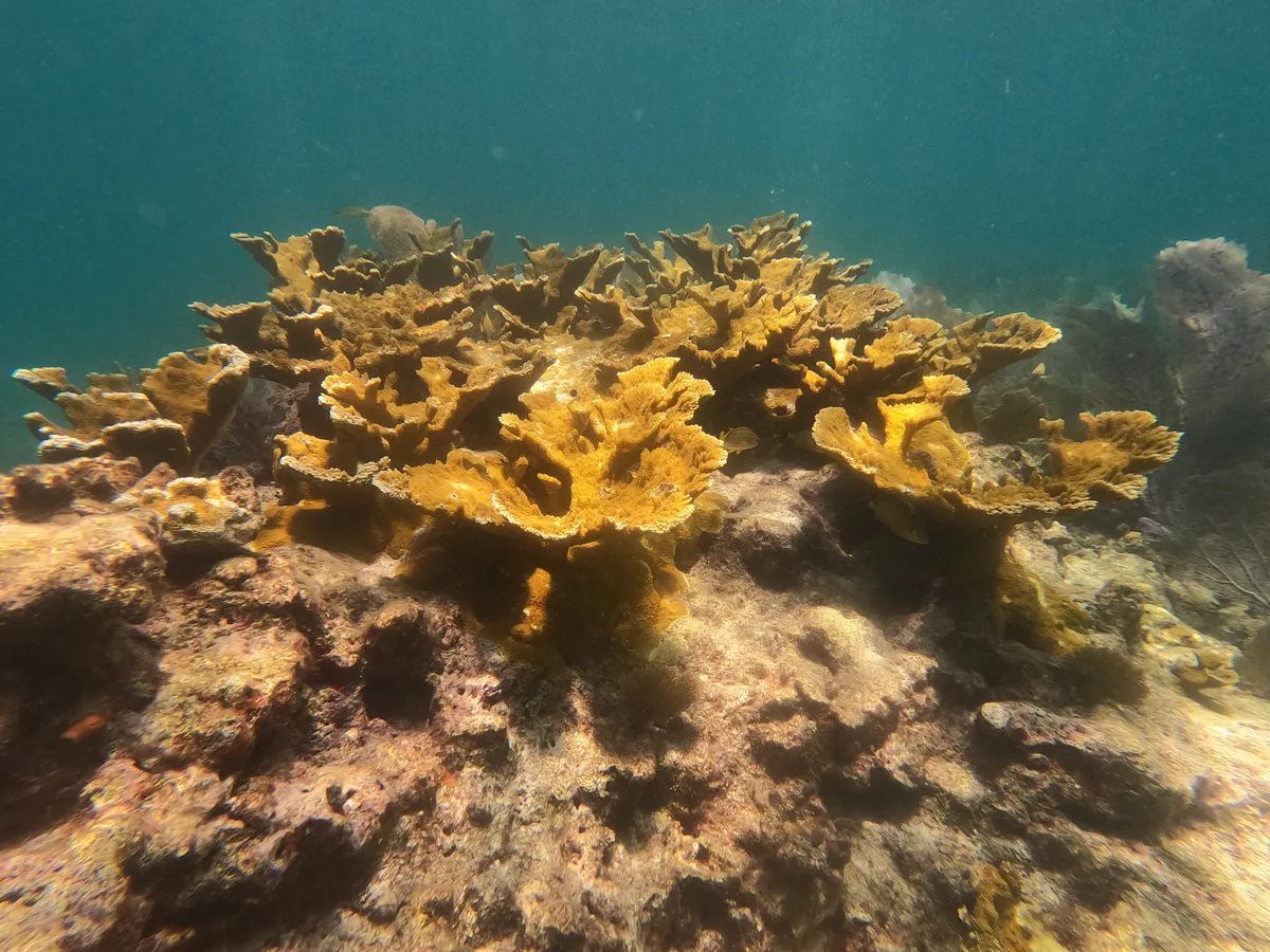Elkhorn Coral