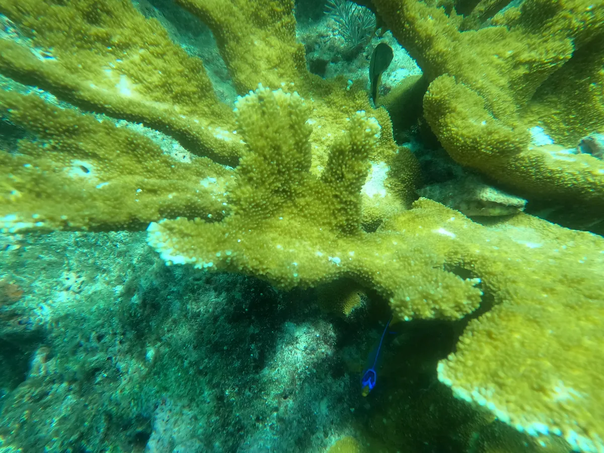 Elkhorn Coral