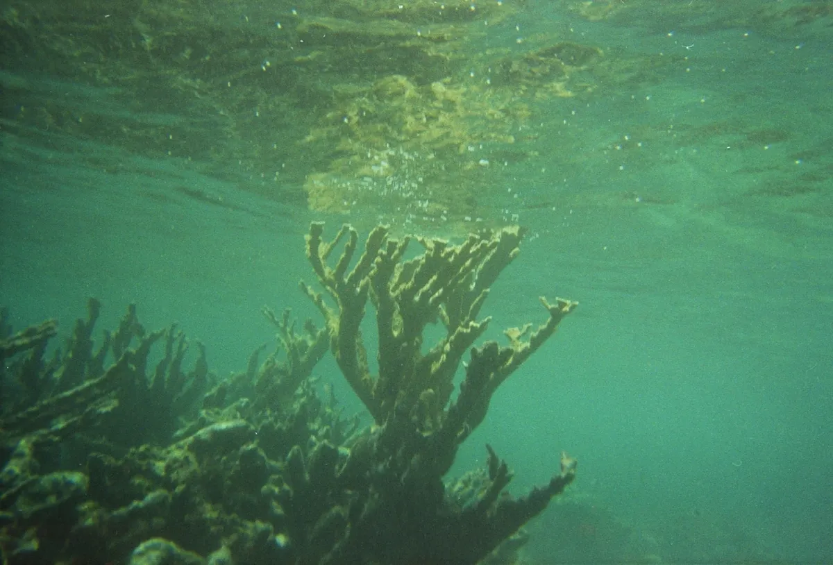 Elkhorn Coral