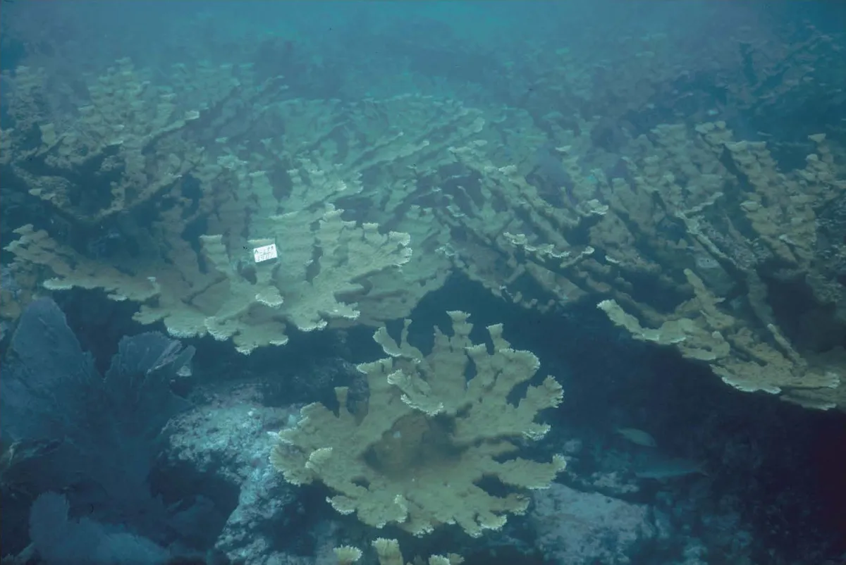 Elkhorn Coral