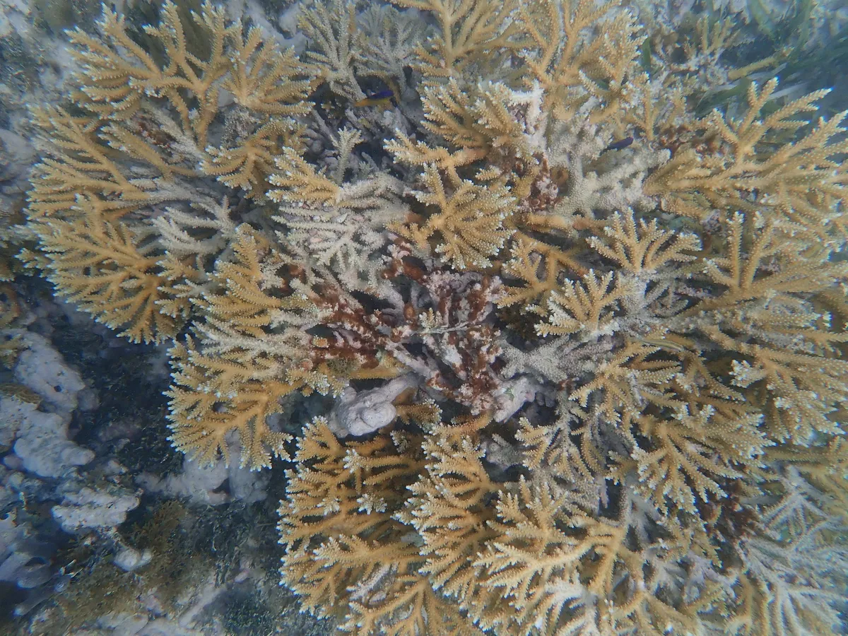 Coral Cuerno de Ciervo Fusionado