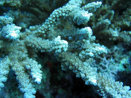 Robust Staghorn Coral