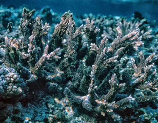 Robust Staghorn Coral