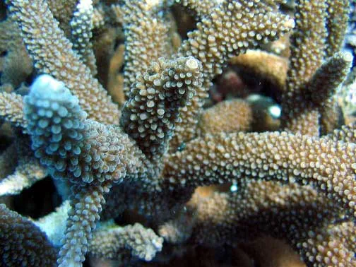Robust Staghorn Coral