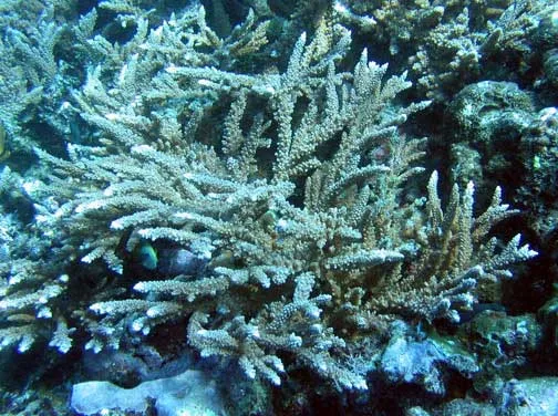 Robust Staghorn Coral