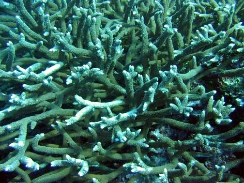 Robust Staghorn Coral