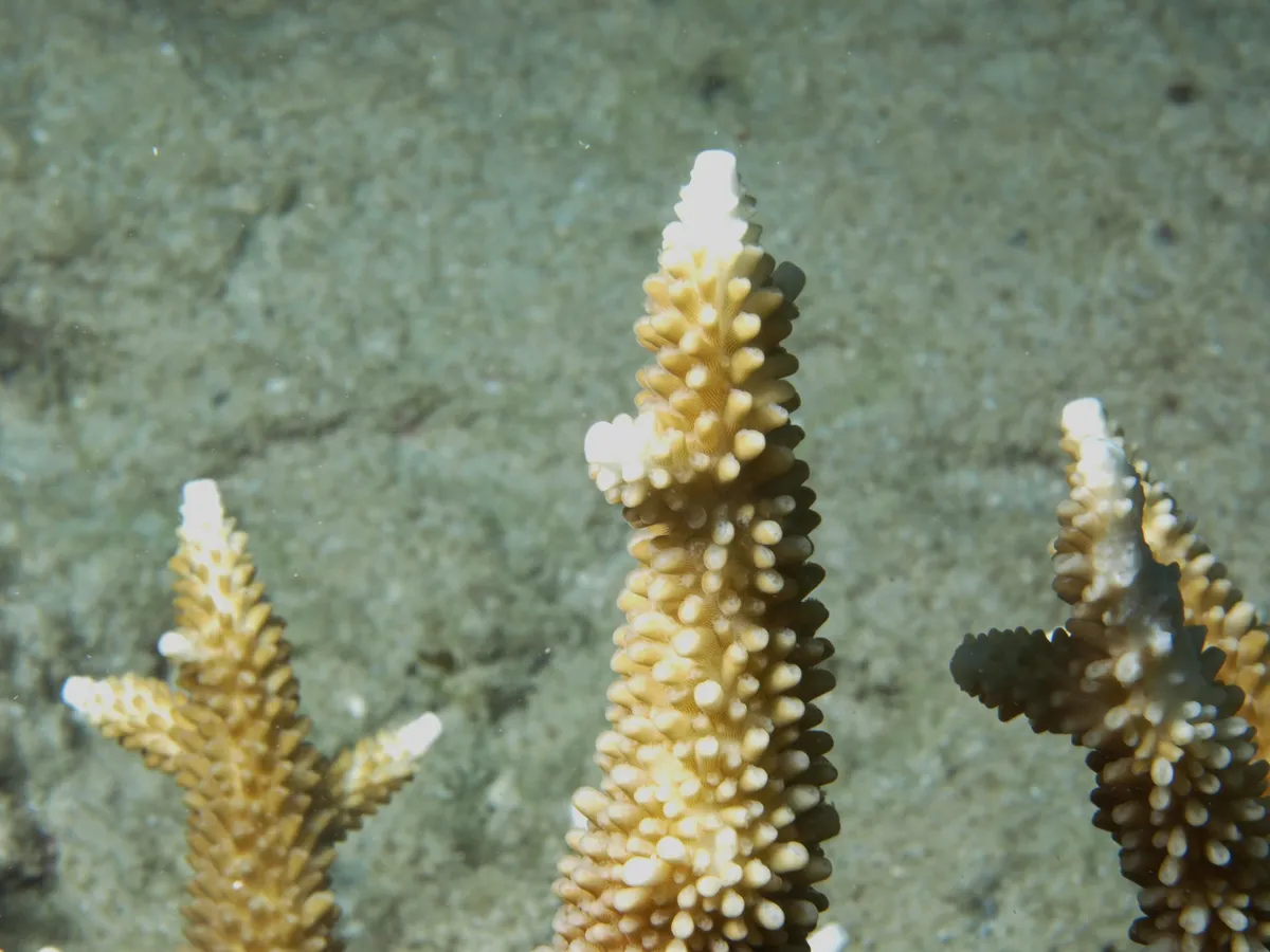 Robust Staghorn Coral