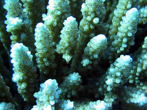 Bushy staghorn coral